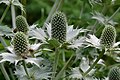 aber Eryngium giganteum schon mit einem kurzen Kolben.