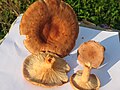 !!Lactarius helvus!!