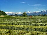 Landwirtschaft im Gürbetal in der Nähe von Toffen. Im Hintergrund die Berner Vor- und Hochalpen u. a. mit dem Niesen.