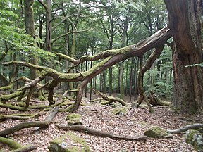 Laubwald im Nationalpark