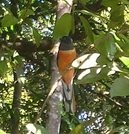 Malabári malájtrogon (Harpactes fasciatus)