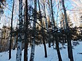 This photo was taken in a protected forest in Miass, Chelyabinsk Oblast, Russia next to a fresh-water spring. It shows Birch (Betula spp.) and Scots pine (Pinus sylvestris).