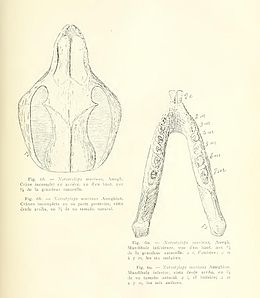 Rajz a Notostylops murinus koponyájáról és állkapcsáról