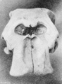 L. cyclotis skull