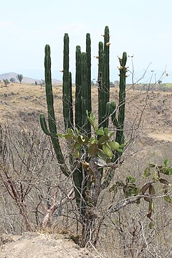 Plant growing in Pitayo en Amacueca, Jalisco