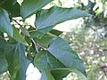 Detail of foliage.Jardin botanique de l'Université de Strasbourg