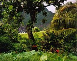 The rainforest on Fatu-Hiva, Marquesas Islands is an example of an undisturbed natural resource