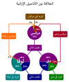 العربية