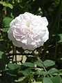 Rosa alba cv.'Maiden's Blush'