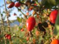 fruit, Photo by Kristian Peters