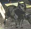 Schipperke