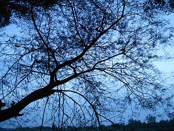 Silhouettes of trees in a countryside road