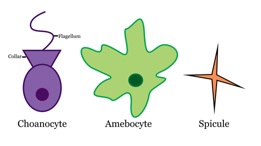 Sponge cells and spicule[5]