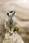 Meercat