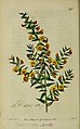 Illustraion of Bossiaea cinerea from the Botanical Register[11]