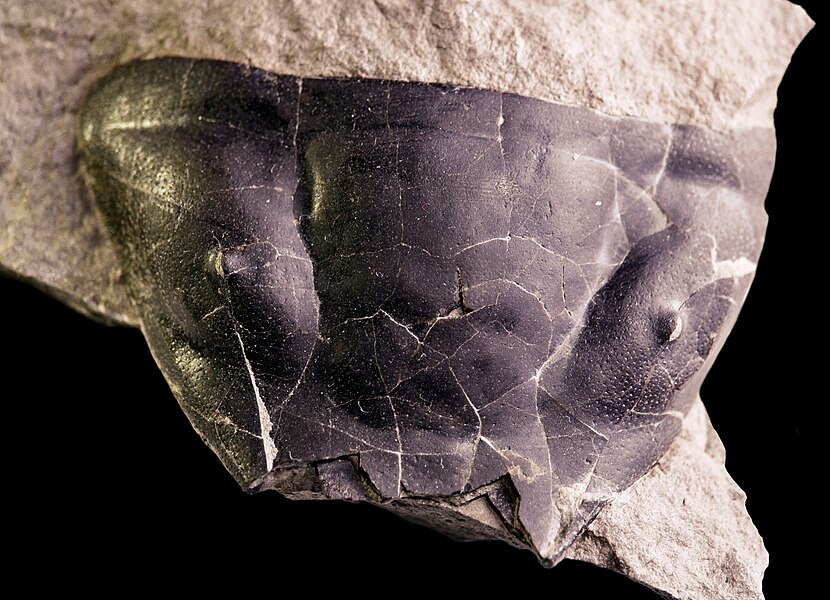 An isolated cephalon from the large Silurian trilobite Trimerus (Trimerus) delphinocephalus from the Rochester Shale (Canadian exposure).