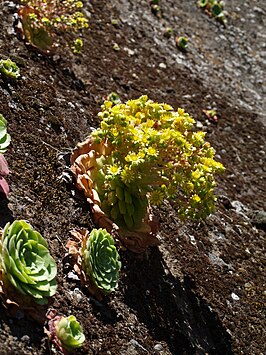 Aeonium glandulosum