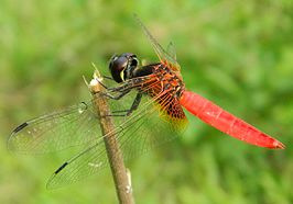 Aethriamanta brevipennis