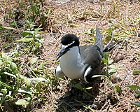 Bridled Tern, at rookery