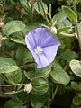 Convolvulus tricolor