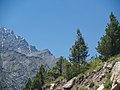 Subgenus Cupressus: Himalaya-Zypresse (Cupressus torulosa)