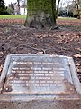 Fagus sylvatica, Driekleurige beuk, 1898 (zeer zeldzaam)