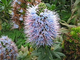 Echium nervosum