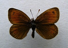 Gewone zijde-erebia