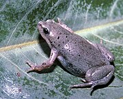 A greyish-brown frog rests on a leaf