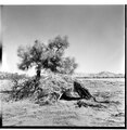 Aboriginal wurlie near Alice Springs, c. 1930s