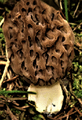 Morchella spongiola