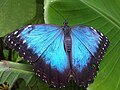 Azúrlepke (Morpho peleides)