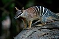 Numbat Full Standing.jpg