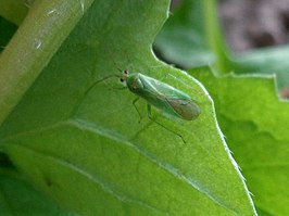 Orthotylus nassatus