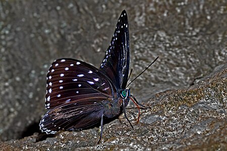 Ventral view