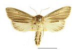 Simyra albovenosa – Specimen