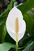 Spathiphyllum ("peace lily")