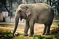 Asiatischer Elefant (Elephas maximus)