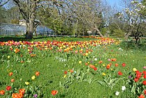 Tulpen im botanischen Garten