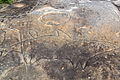 Petroglyph of a shark in North Bondi