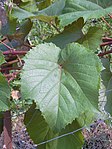 Ausgewachsenes Blatt