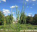 Schwetzingen, August 2018