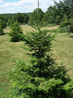 Tré í Morton Arboretum[1]