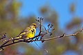 Featured picture European Greenfinch