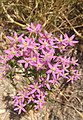 Centaurium erythraea