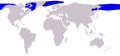 Verbreitung des Grönlandwals