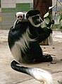 Welcher Colobus