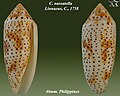 Conus nussatella Linnaeus, C., 1758