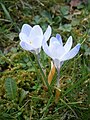 Crocus chrysanthus 'Skyline'