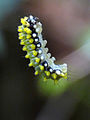 A Cyclosia larva